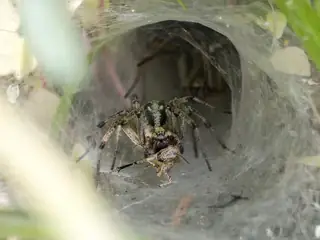 Labyrinth spider (Agelena labyrinthica), photo 3