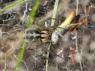 Labyrinth spider (Agelena labyrinthica), photo 2