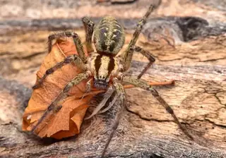 Labyrinth spider (Agelena labyrinthica), brown and tan and striped spider