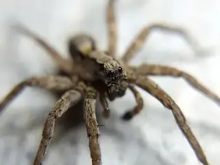 Koch's wolf spider (Alopecosa kochi), photo 3
