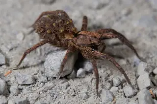 Koch's wolf spider (Alopecosa kochi), brown and tan and hairy spider