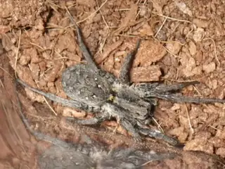Koch's wolf spider (Alopecosa kochi), photo 2