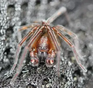 Black lace weaver (Amaurobius ferox), photo 2