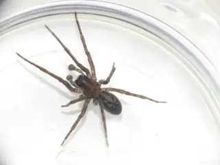 Black lace weaver (Amaurobius ferox), black and brown spider