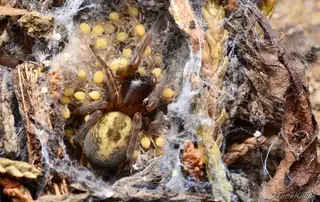Lace-weaver spider (Amaurobius similis), photo 2