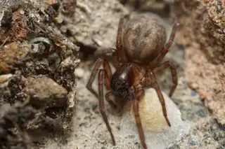 Lace-weaver spider (Amaurobius similis), brown and tan and striped spider
