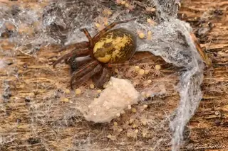 Lace-weaver spider (Amaurobius similis), photo 3