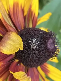 Twin-flagged jumping spider (Anasaitis canosus), photo 2