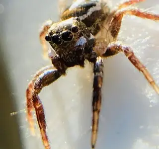 Twin-flagged jumping spider (Anasaitis canosus), photo 3