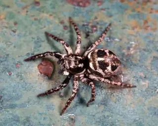 Twin-flagged jumping spider (Anasaitis canosus), black and white and gray spider