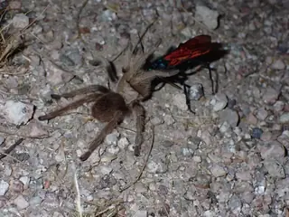 Desert blonde tarantula (Aphonopelma chalcodes), photo 3