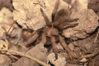 Desert blonde tarantula (Aphonopelma chalcodes), photo 2