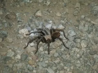 Desert blonde tarantula (Aphonopelma chalcodes), tan and brown and hairy spider