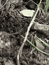 Texas brown tarantula (Aphonopelma hentzi), photo 3