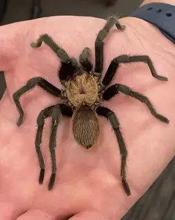 Texas brown tarantula (Aphonopelma hentzi), brown and tan and hairy spider