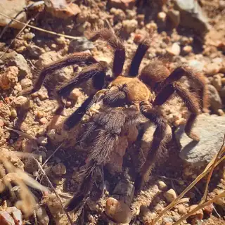 Texas brown tarantula (Aphonopelma hentzi), photo 2
