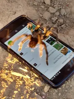 Desert tarantula (Aphonopelma iodius), photo 3