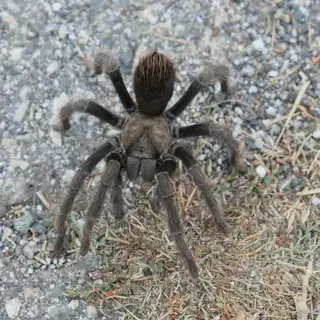 Desert tarantula (Aphonopelma iodius), brown and black and hairy spider