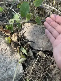 Desert tarantula (Aphonopelma iodius), photo 2