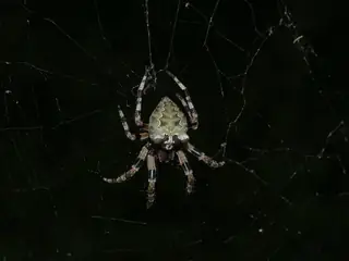 Giant lichen orbweaver (Araneus bicentenarius), brown and gray and hairy spider
