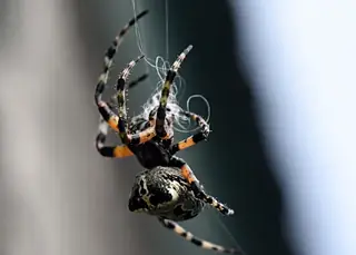 Giant lichen orbweaver (Araneus bicentenarius), photo 3