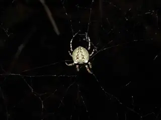 Giant lichen orbweaver (Araneus bicentenarius), photo 2