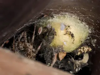 European garden spider (Araneus diadematus), photo 3