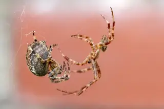 European garden spider (Araneus diadematus), photo 2