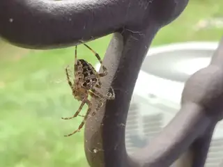European garden spider (Araneus diadematus), brown and orange and white spider