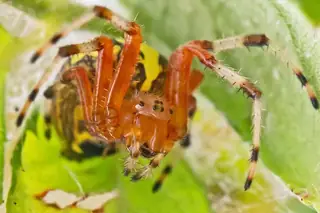 Marbled orbweaver (Araneus marmoreus), photo 2