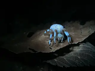 Marbled orbweaver (Araneus marmoreus), photo 3
