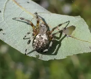 Marbled orbweaver (Araneus marmoreus), orange and yellow and white spider