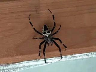 Nordmann's orbweaver (Araneus nordmanni), photo 3