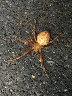 Nordmann's orbweaver (Araneus nordmanni), photo 2