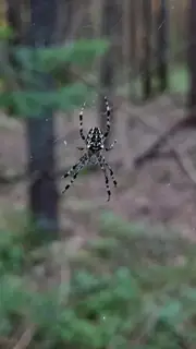 Nordmann's orbweaver (Araneus nordmanni), brown and tan and white spider