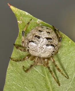 Butterfly orbweaver (Araneus pegnia), yellow and white and brown spider