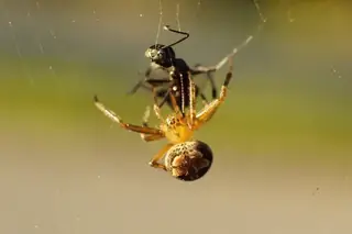 Butterfly orbweaver (Araneus pegnia), photo 3