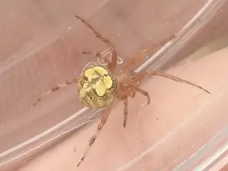 Butterfly orbweaver (Araneus pegnia), photo 2