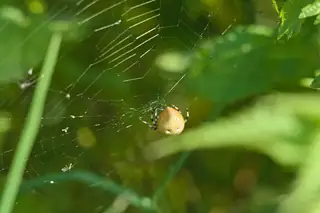 Four-spot orbweaver (Araneus quadratus), photo 3
