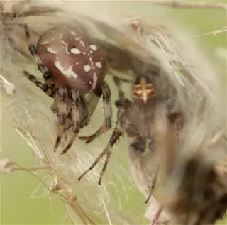 Four-spot orbweaver (Araneus quadratus), photo 2