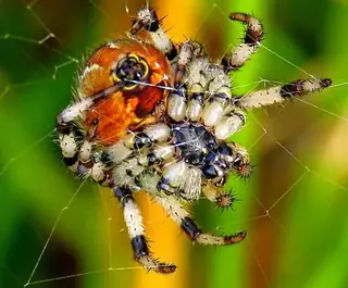 Four-spot orbweaver (Araneus quadratus), green and brown and yellow spider