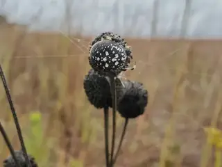 Shamrock orbweaver (Araneus trifolium), photo 2