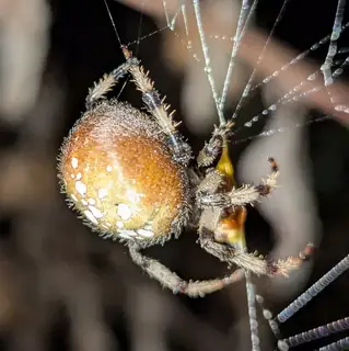 Shamrock orbweaver (Araneus trifolium), white and gray and tan spider