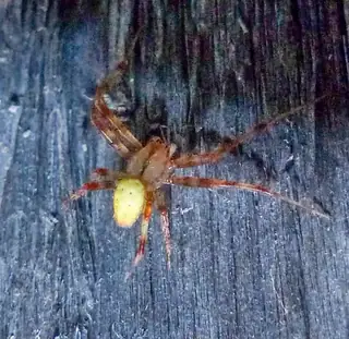Shamrock orbweaver (Araneus trifolium), photo 3