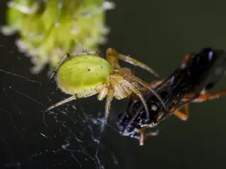 Six-spotted orbweaver (Araniella displicata), green and white and yellow spider