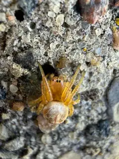 Six-spotted orbweaver (Araniella displicata), photo 3
