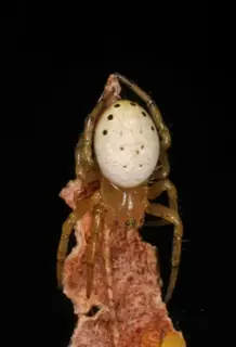 Six-spotted orbweaver (Araniella displicata), photo 2