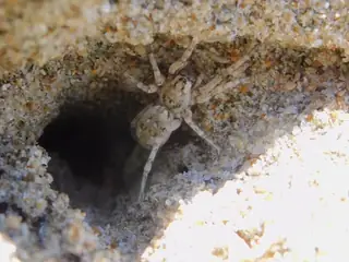 Shoreline wolf spider (Arctosa littoralis), photo 2