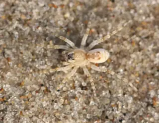 Shoreline wolf spider (Arctosa littoralis), photo 3