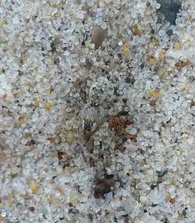 Shoreline wolf spider (Arctosa littoralis), tan and gray and brown spider